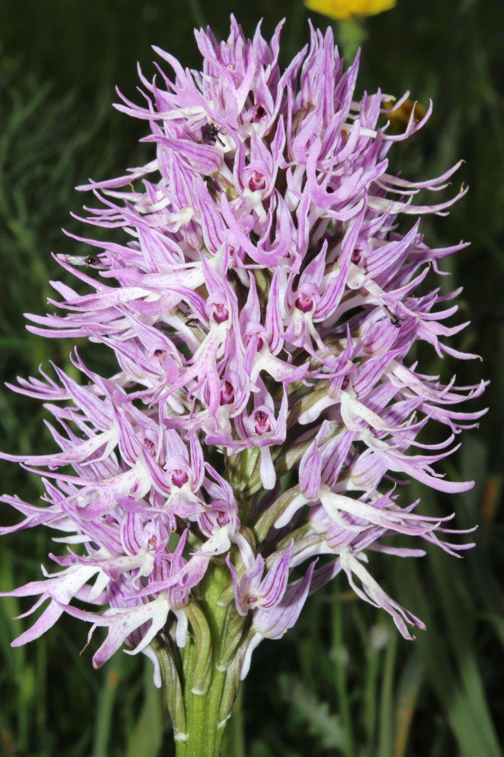 Orchidee dal promontorio del Gargano